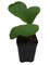 Hirt's Fiddleleaf Fig Tree - Ficus - Great Indoor Tree - 2.5" Pot